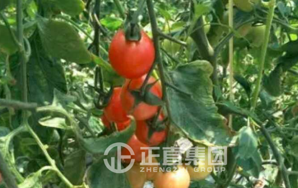 银河集团(galaxy)有限公司-官方网站
