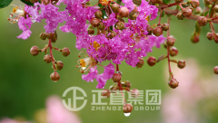 “银河集团包管同盟”安盛天平山东分公司高管银河集团汽车主题公园旅行之旅